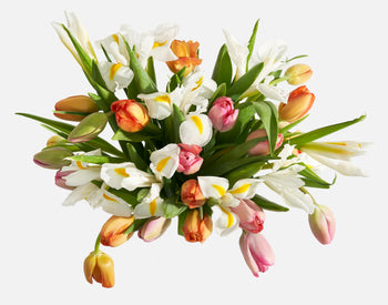 Double The Signs Of Spring